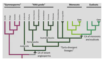 The phylogenetic relationship between gymnosperms (non-flowering plants) and angiosperms (flowering plants), showing *Amborella* as the earliest diverging angiosperm. Image source: Figure 1 of ([Williams, 2012](https://www.researchgate.net/publication/233834460_Pollen_Tube_Growth_Rates_and_the_Diversification_of_Flowering_Plant_Reproductive_Cycles)).