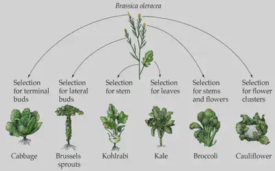 Plants like the wild mustard (*Rhamphospermum arvense*) and wild cabbage (*Brassica oleracea*) have been selectively bred in different ways to produce a variety of modern crops. Despite the variability in form, all are within the same species and descended from the same plant.