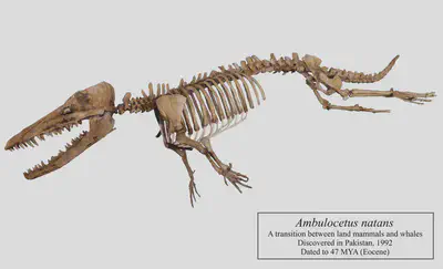 *Ambulocetus* can be described as a 'walking whale', as some land mammals (*Artiodactyla*) became aquatic within the past 60 MYA. Cetacean evolution is especially well recorded.