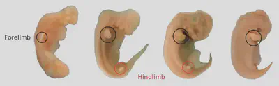 In dolphins, hindlimbs start to develop into 'limb buds', but these regress. The image shows embryos of the dolphin *Stenella attenuata* at weeks 4-9, where the forelimbs are retains but the hindlimbs only form buds as a vestigial structure. Since dolphins evolved from land mammals, they inherit the genes for these hind limbs but they are turned off in early development.