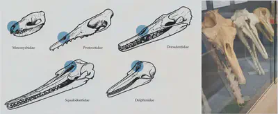 Fossil skulls from ancient Cetaceans (whale lineage). The nostrils move upwards on the skull over time, becoming the blowhole of the whale.