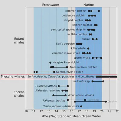 Isotopic analysis helps us  out the likely habitats of extinct whales. *Ambulocetus* fossils were recovered from sediments that probably comprised an ancient estuary.