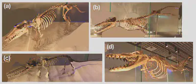Some of the most complete whale fossils: **(a)**: *Pakicetus* (49 MYA), **(b)**: *Ambulocetus* (48 MYA), **(c)**: *Kuchicetus* (48 MYA), **(d)**: *Dorudon* (35 MYA). The hind limb reduces in size, indicating a gradient of adaptation for efficient swimming. These all include the astragalus (ankle bone), which is seen in all even toed artiodactyls (cows, sheep, goats, deer, pigs, hippos...) but is lost in modern whales and dolphins. Photos edited to remove distractions in the backgrounds; original source [here](https://archosaurmusings.wordpress.com/2011/09/26/whale-evolution-series/). Many other species with nearly complete fossils are known: e.g. [here](https://en.wikipedia.org/wiki/Evolution_of_cetaceans).