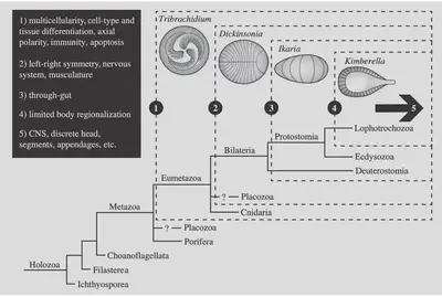 The White Sea assemblage features the progression of animal complexity, mapped onto the phylogeny of Holozoa. Source: Figure 1 of ([Evans, Droser & Erwin, 2021](https://www.researchgate.net/publication/349571728_Developmental_processes_in_Ediacara_macrofossils)).