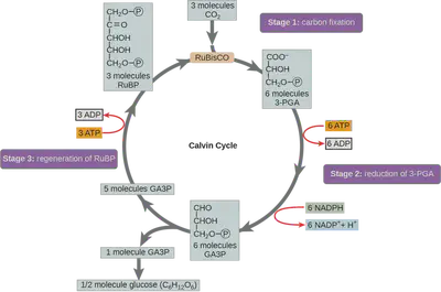 The Calvin cycle occurs in the chloroplasts of plants. Biochemical fuel in the form of ATP (and the reduced enzyme cofactor NAPDH) is produced by the [light-dependent reactions](https://en.wikipedia.org/wiki/Light-dependent_reactions), which is then fed into the (light-independent) Calvin cycle above to fix carbon dioxide into larger organic molecules like GA3P (glyceraldehyde 3-phosphate) and later glucose and polysaccharides like starch and cellulose. Since the RuBisCo enzyme will happily bind oxygen nearly as easily as carbon dioxide, wasting energy, three variants of carbon capture have evolved in plants (C3, C4 and CAM) as a defence against [photorespiration](https://en.wikipedia.org/wiki/Photorespiration) in their specific climates.