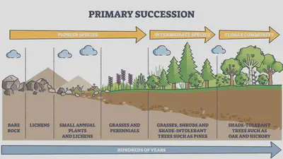 Trees indicate mature ecosystems, only appearing once pioneers and smaller plants have appeared. Once trees are established, the mutualistic interdependencies like mycorrhizal fungi and tree roots are locked in. Source: [University of Chicago](https://news.uchicago.edu/explainer/what-is-ecological-succession).