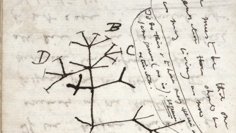 Look at the trees! Evolution and engineering in action