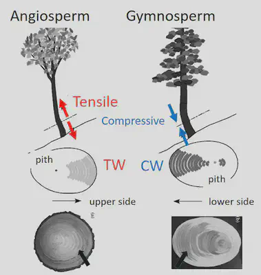 Comparison of tension wood (TW) and compression wood (CW). Source: [Osaka University](http://www.nogimasaya.com/favorite/learn-the-wood-structures/).