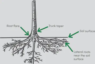 Tree trunks have a variable thickness to keep their base stable.