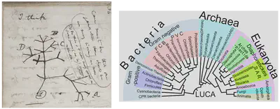 **Left:** Darwin's original concept of diversification as the way new species originate, showing a tree structure. **Right:** The modern concept of a phylogenetic tree, capable of representing nearly all relationships between life, past and present.